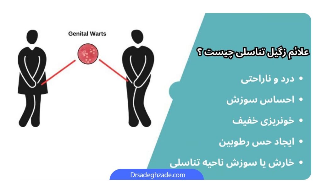 تصویر اینفوگرافیک از علائم زگیل تناسلی 